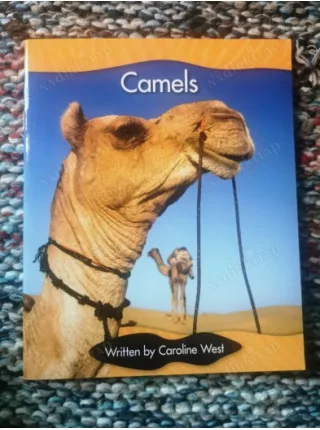 Camels