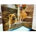 Dogs in Colour (Including Caring for your Dog, HardCover)