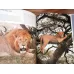 Wild Animals (HC Ciltli)