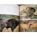 Zoo Animals (HC Ciltli)